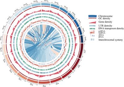 Syringa oblata genome provides new insights into molecular mechanism of flower color differences among individuals and biosynthesis of its flower volatiles